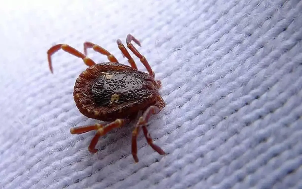 Miglior prodotto antiacaro: Ecco quello più efficace per eliminarli subito