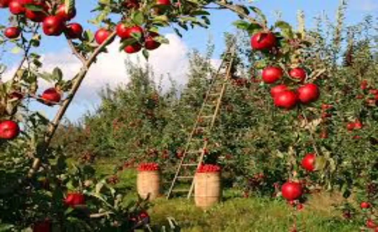Hai questa malattia bianca sulle mele? Ecco come salvare il tuo albero subito