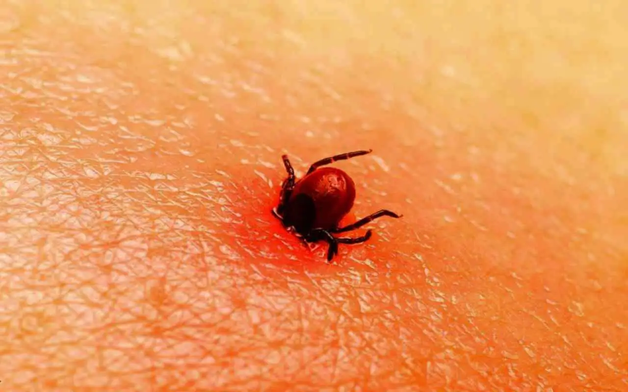 Allerta punture di acari: ecco come riconoscerle subito ed evitare la reazione