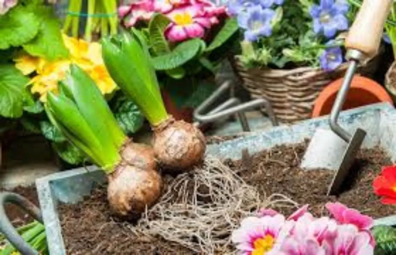 Il sorprendente beneficio psicologico del giardinaggio che cambia la tua vita
